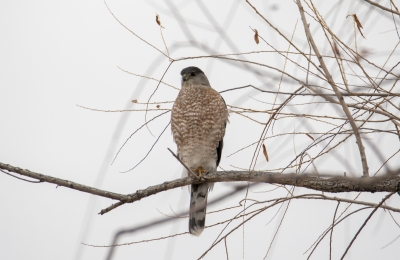 falcon Bosque Del Apache Dec 2018
